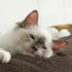 Meet your Posher, Frances